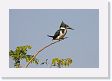 09-012 * Amazon Kingfisher * Amazon Kingfisher